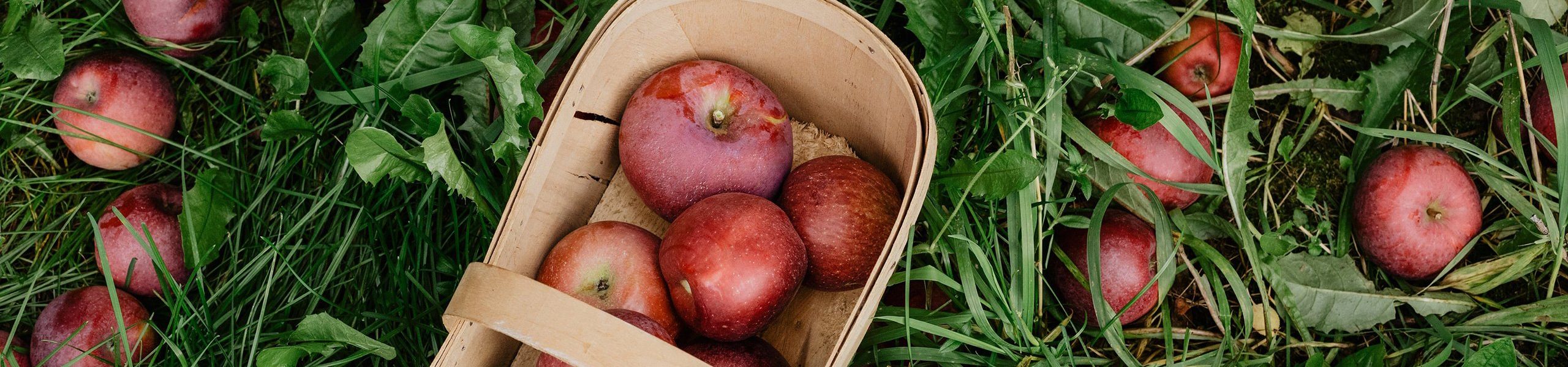journal-post-when-apples-are-in-season-55dcb502 Photography Portfolio | TTB Studio Bay Area
